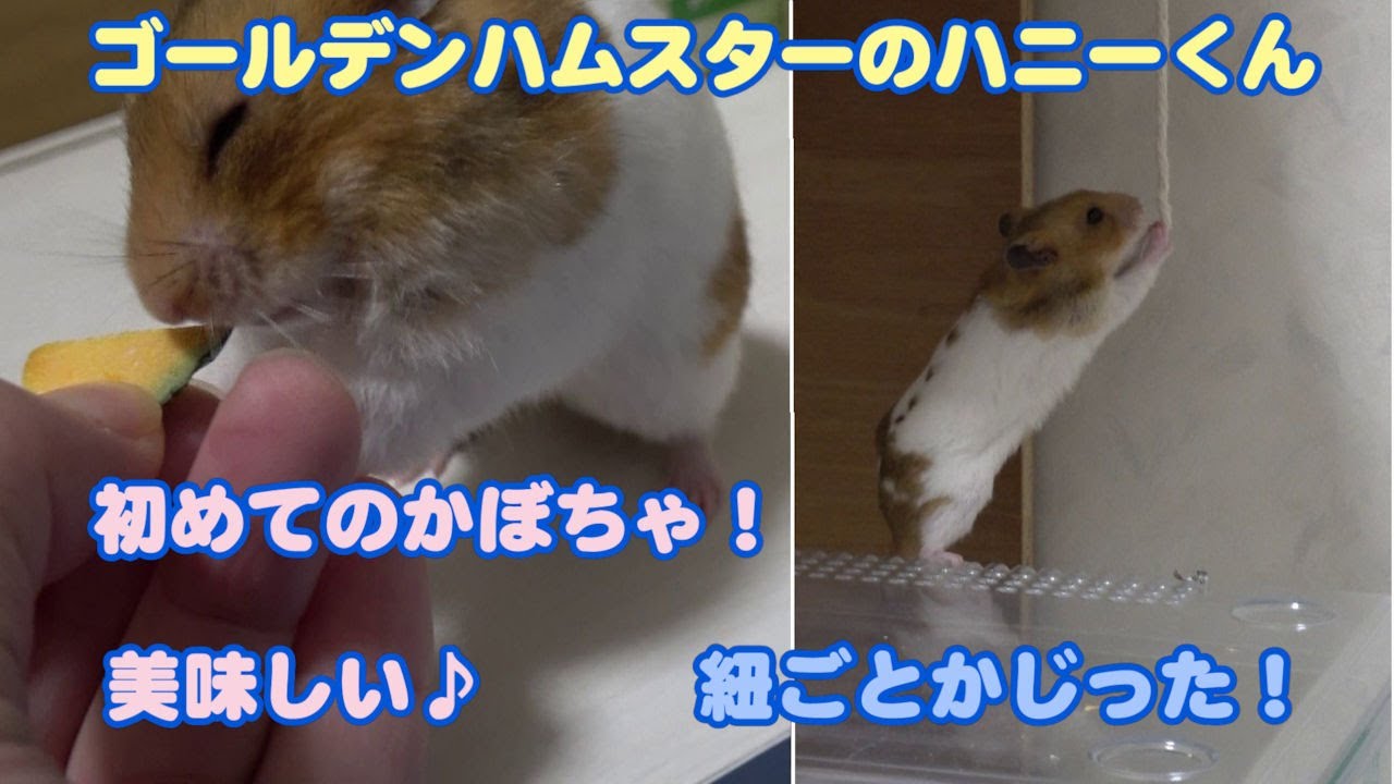【ゴールデンハムスターのハニーくん】368 かぼちゃ、美味しい🐹取れないなら…紐ごとカジる！？🐹🧵