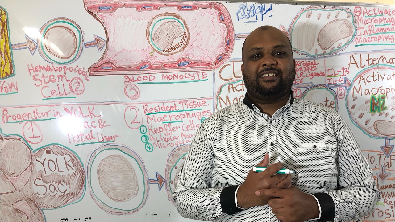 الخلايا البلعمية الكبيرة Macrophages