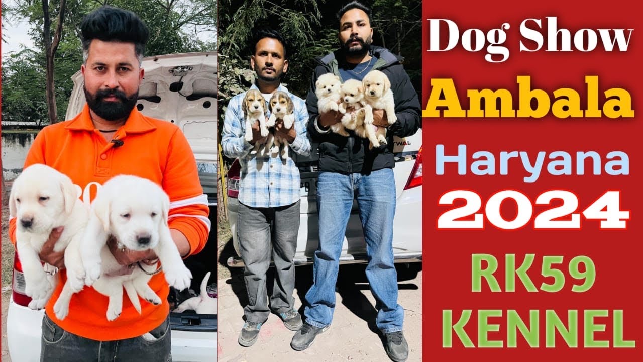 Dog Show Ambala Haryana 2024 🐻‍❄️ Exciting Dogs Take Over Ambala 2024! 🔥