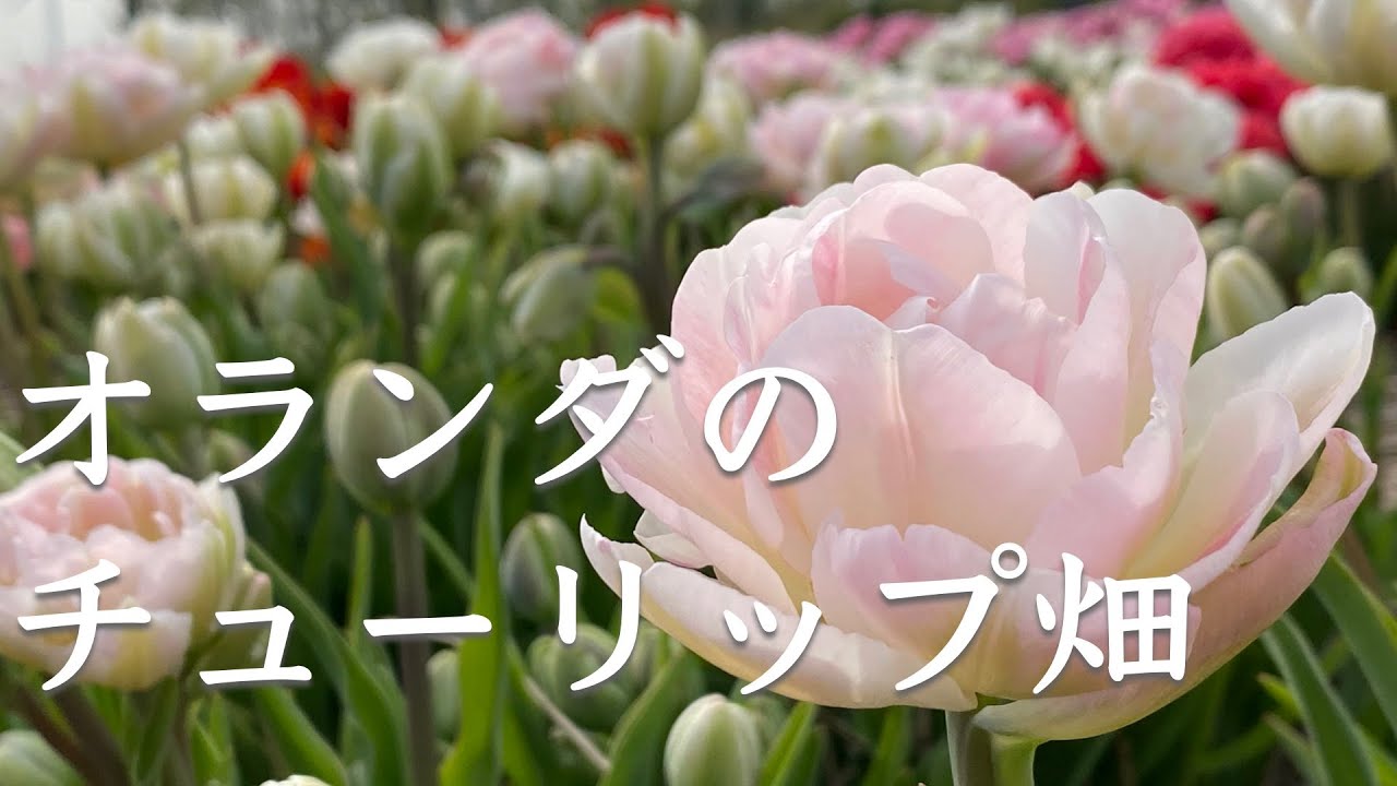 【2020年版】オランダのチューリップ畑❣️