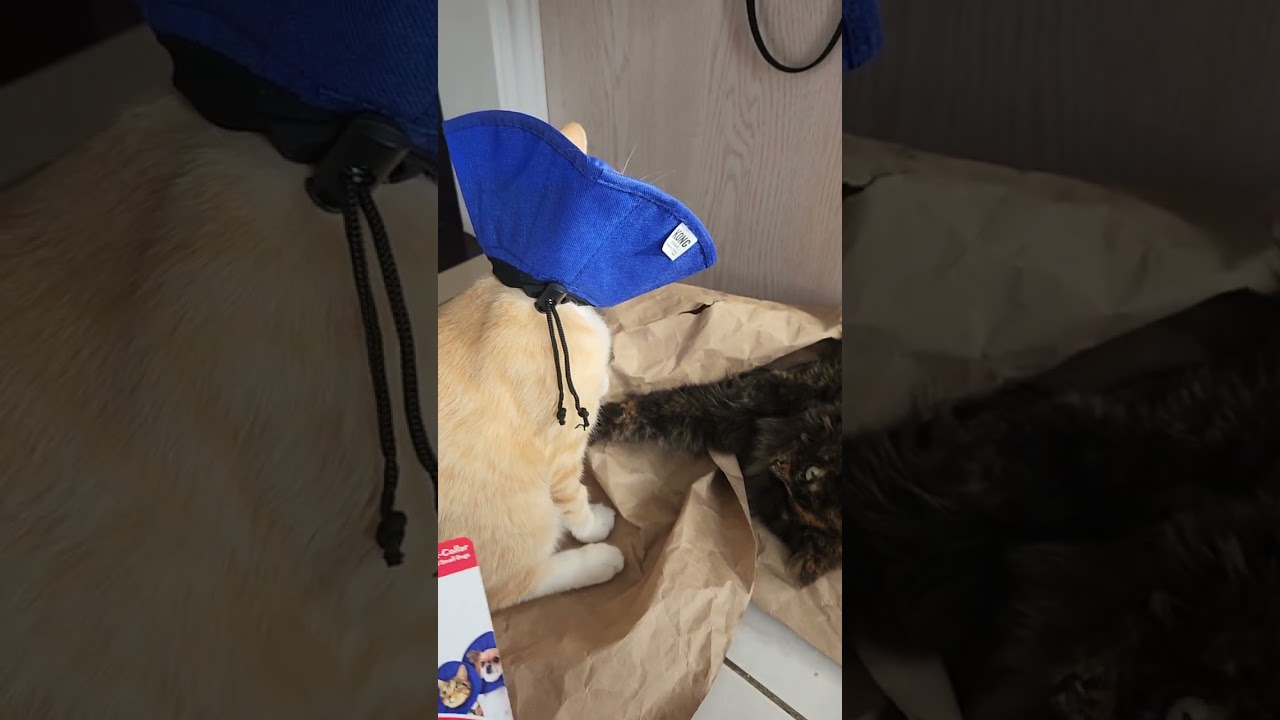 Review of Kong EZ Soft e-Collar 🥰