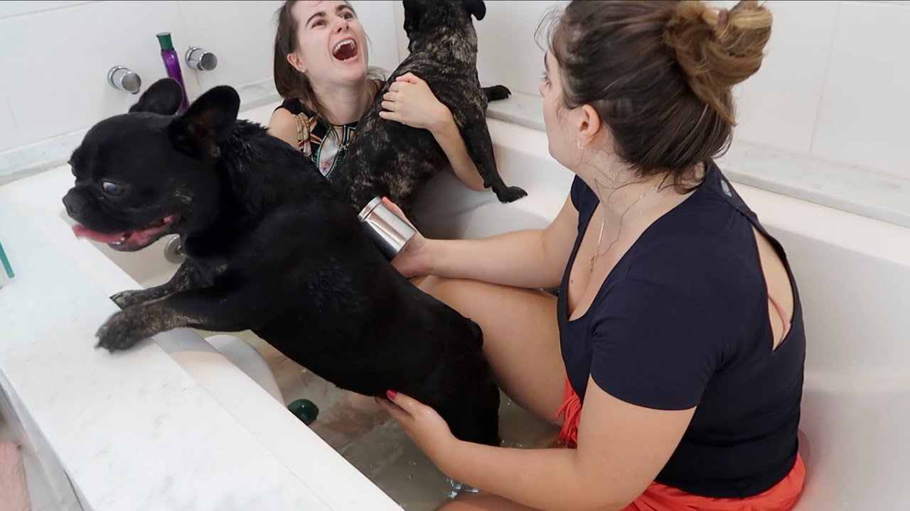 Dando banho de Realeza nos meus cachorros