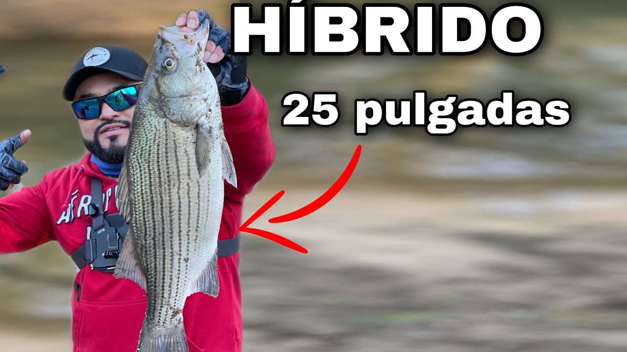 Como pescar y encontrar white bass en un rio Tips!