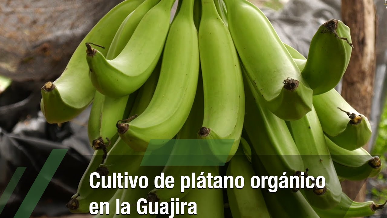 Cultivo de plátano orgánico en la Guajira - TvAgro por Juan Gonzalo Angel Restrepo