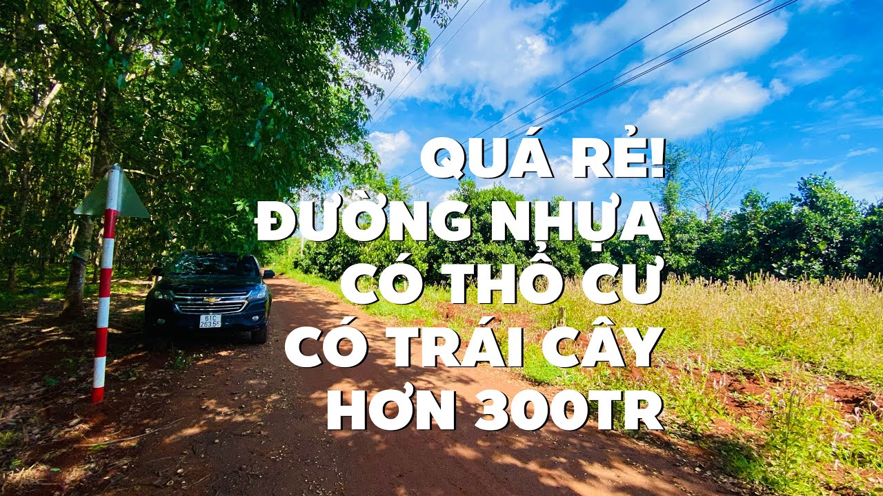 Tin nỗi ko? Vườn mít ở BR-VT đất đẹp sẵn thổ cư chưa tới 400tr