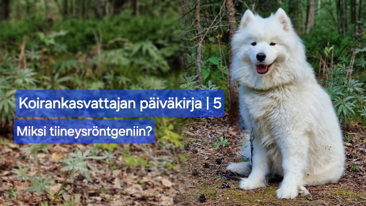 Miksi mennä koiran kanssa tiineysröntgeniin? | Koirankasvattajan päiväkirja | 5