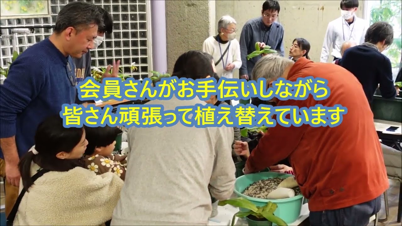 パフィオペディルムを教材に使った植え替え講習会