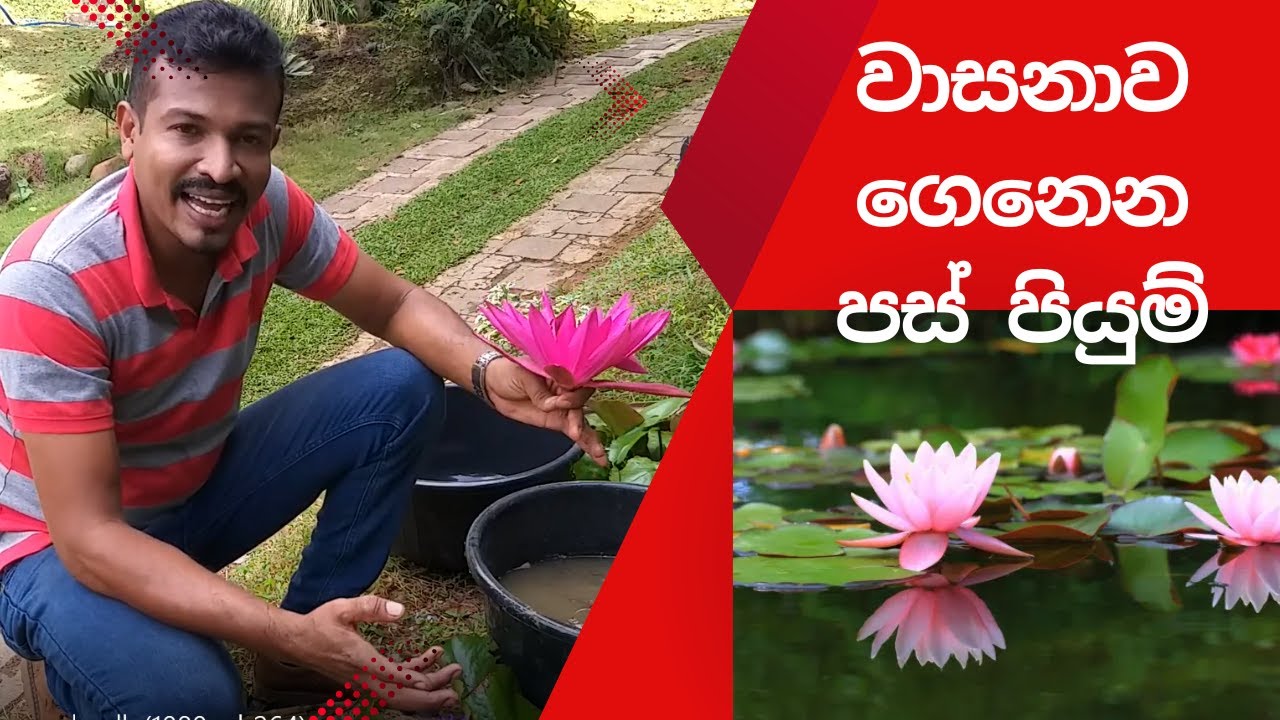 වාසනාව ගෙනෙන  Water plant වවමු 0719775775