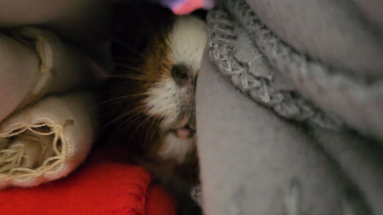 More Gifts For The Guinea Pigs!