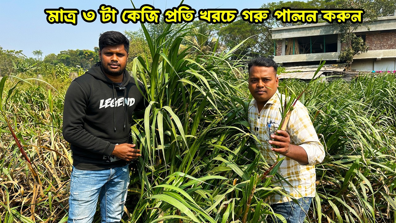 মাত্র ৩ টা কেজি প্রতি খরচে গরু পালন করুন