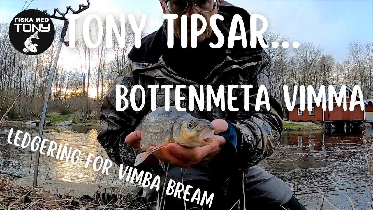 Bottenmeta vimma / Ledgering vimba bream