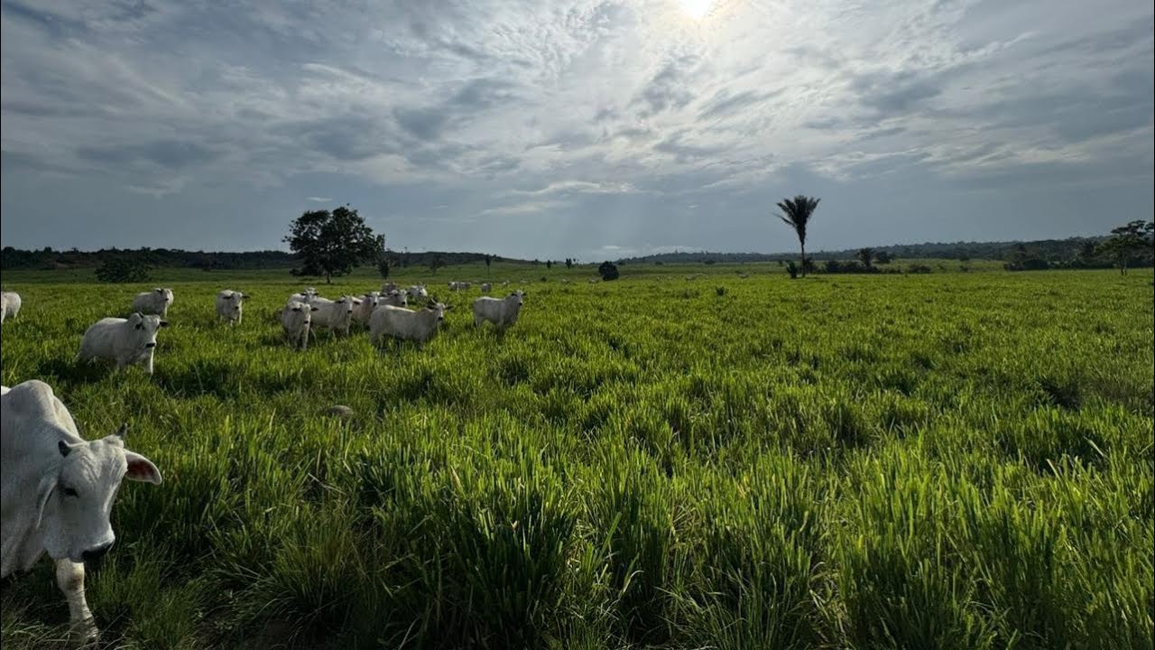 130 ALQUEIRES À VENDA EM URUARÁ-PARÁ