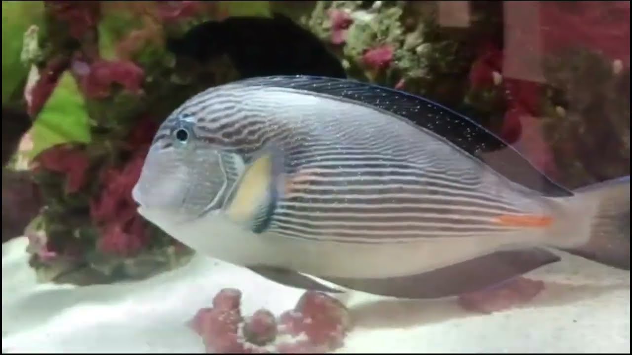 Ich en peces marinos se puede curar solo? Sin manejo?? Veamos