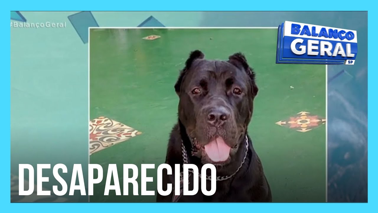Cachorro gigante que fugiu de hotel pet segue desaparecido
