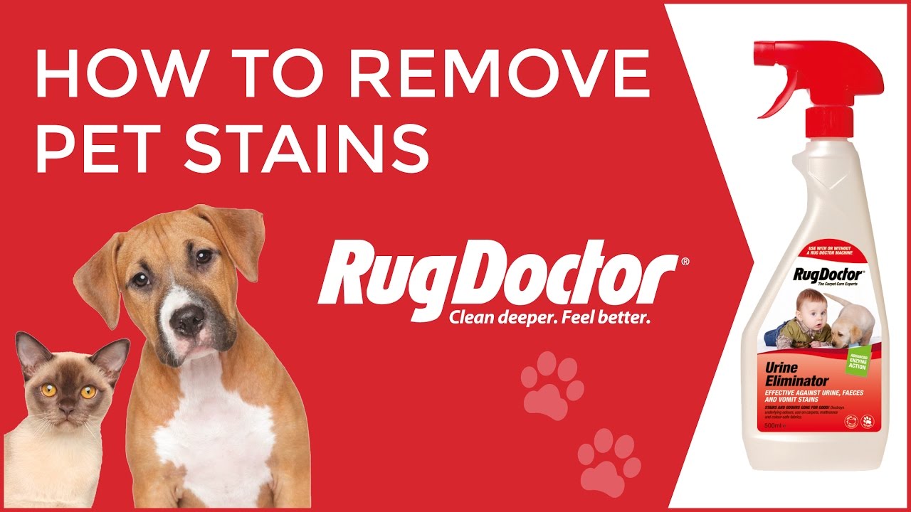 How to Remove Pet Stains | Rug Doctor