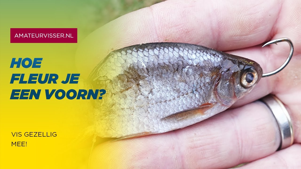 FLEUREN voor SNOEKBAARS