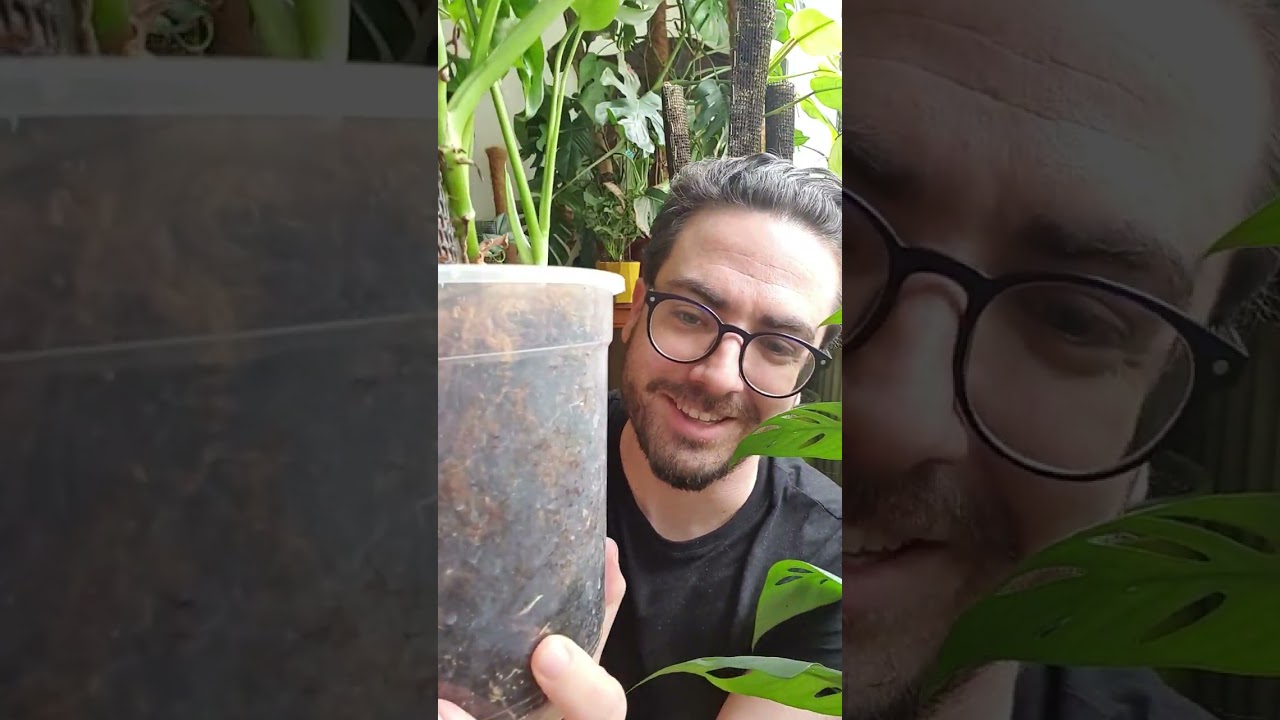 Monkey Leaf moha karón és mohás kókuszos talajban | Let's Leaf