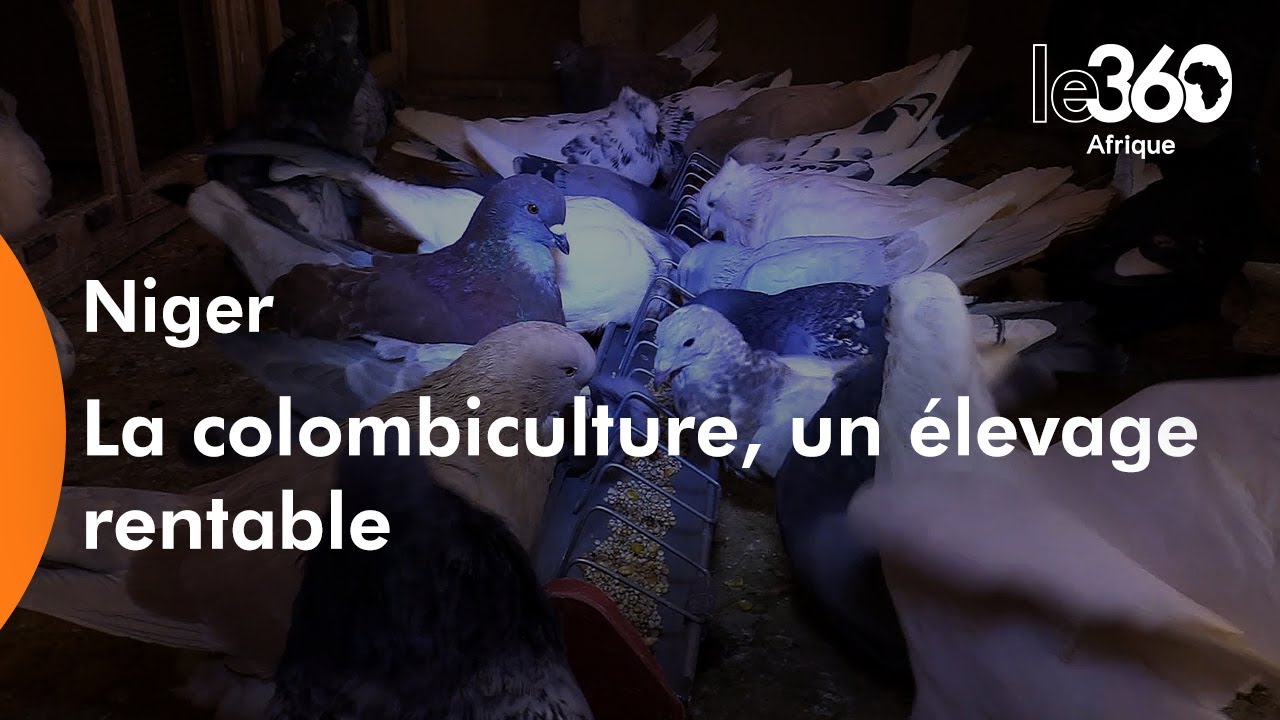 Niger: la colombiculture, une passion devenue business
