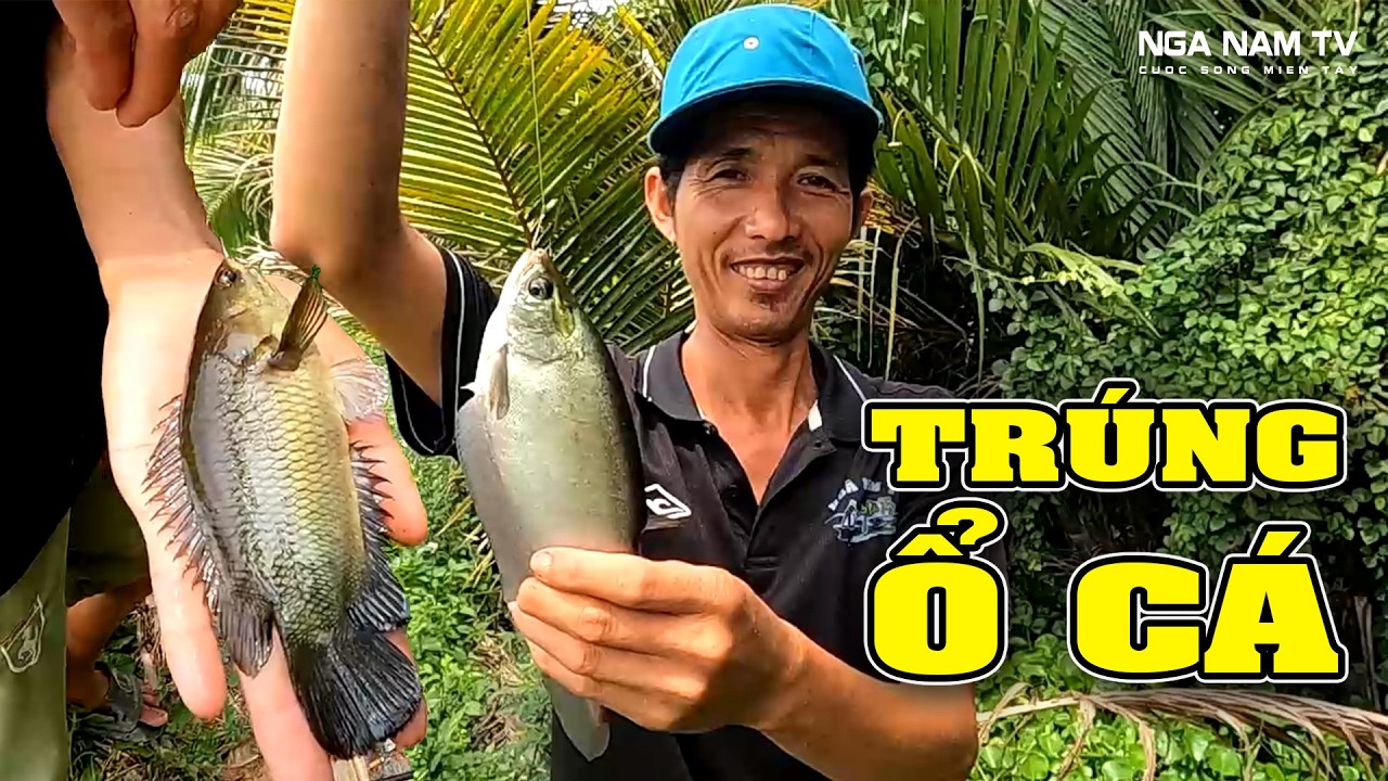 Câu cá rô đồng trúng ổ cá thát lát giật đã tay và cái kết bất ngờ/Fishing video/NGÃ NĂM TV