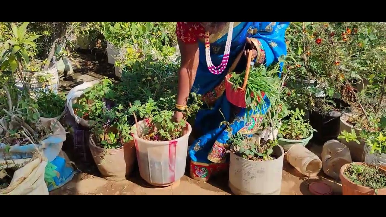 Maa harvest please subscribe 🌲💃🌾🌶️🌳🌺🌱🍋🥬🙏🙏🙋🙋