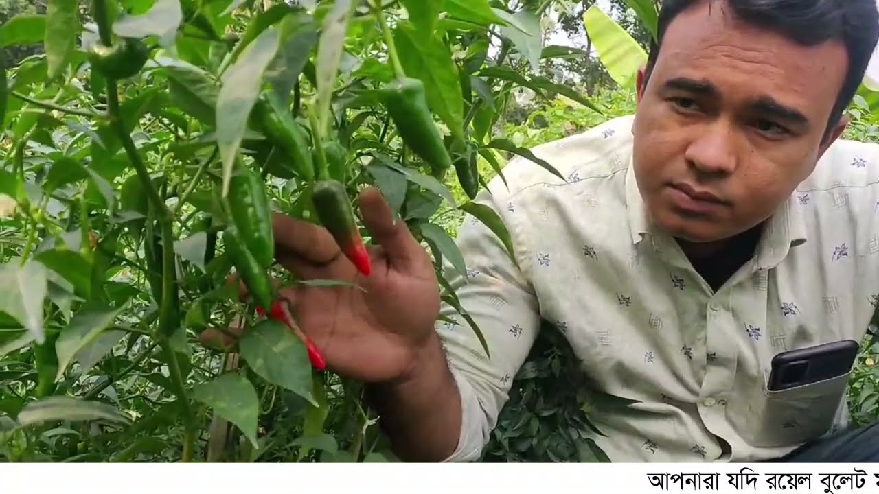 সুপার বুলেট মরিচ চাষ করলে কেমন লাভমান হওয়া যেতে পারে।বর্ষাকালীন সেরা মরিচের জাত।01745002243