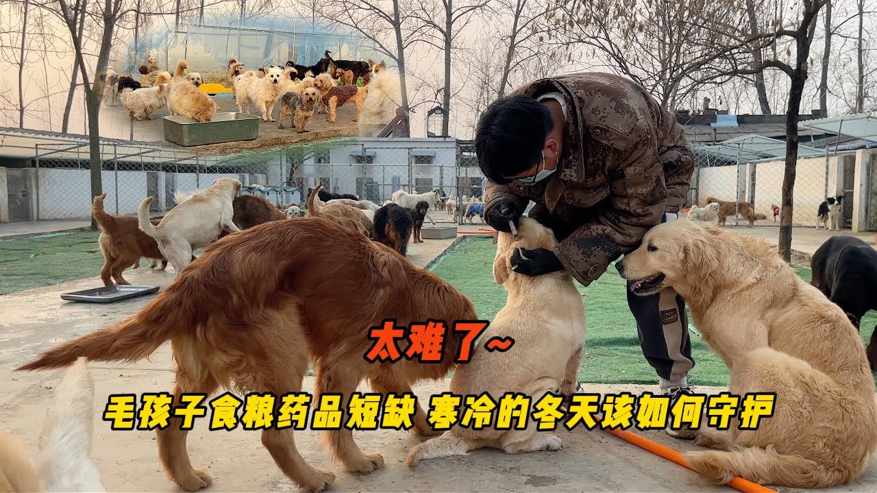 200只毛孩子缺糧短藥常常陷入窘迫，艱辛路上感恩每一份支持！