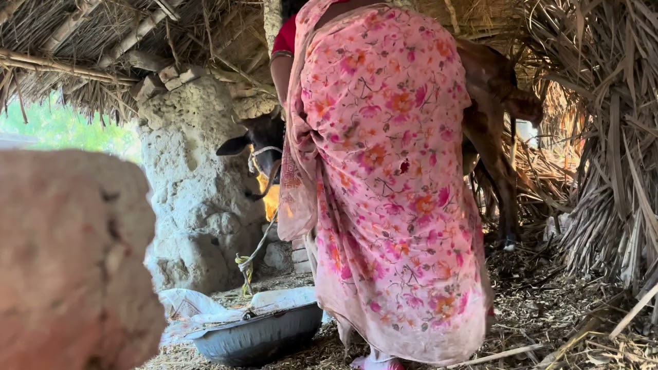 आज गाय और भैंस दोनों का दूध निकाला 😲