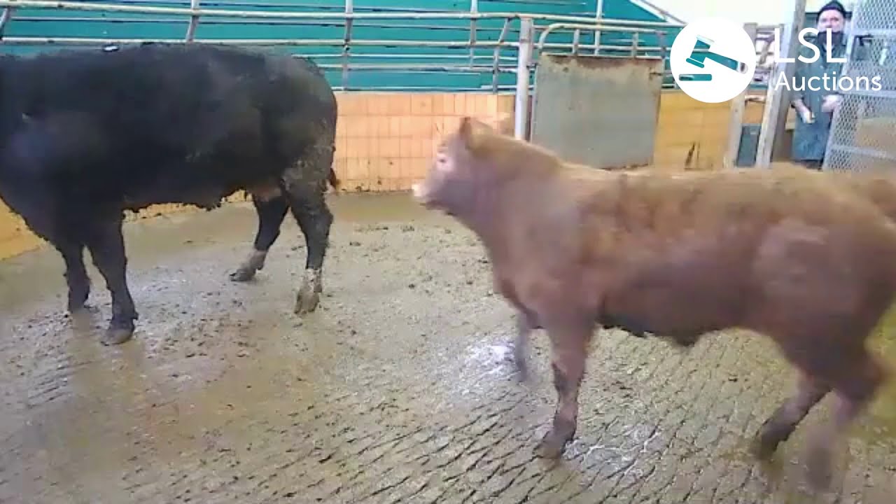 Ballymote Lot 2600 21-01-2021