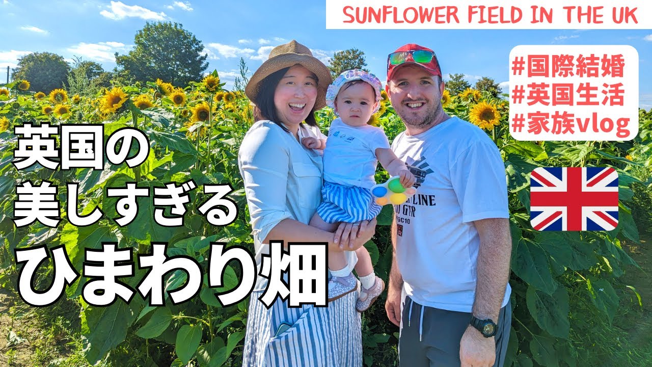 【英国の美しすぎる向日葵畑】家族団らんvlog / Sunflower field in the UK #国際ファミリー#1歳#家族でお出かけ