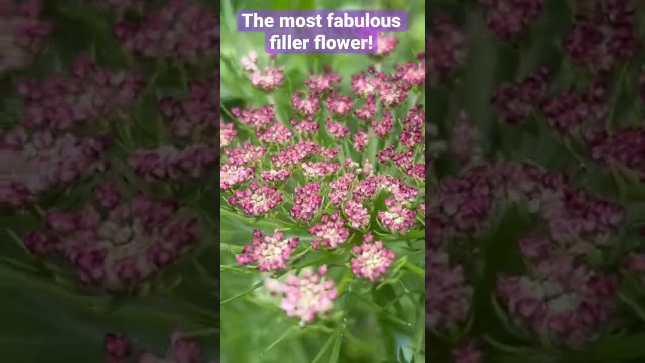 Daucus, the most fabulous summer filler flower for bouquets #shorts #flowers #flowerfarming