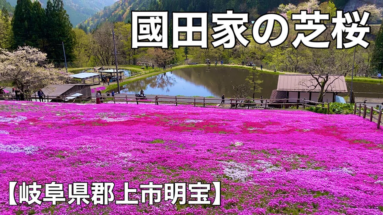 岐阜県郡上市明宝【國田家の芝桜】へサイクリング