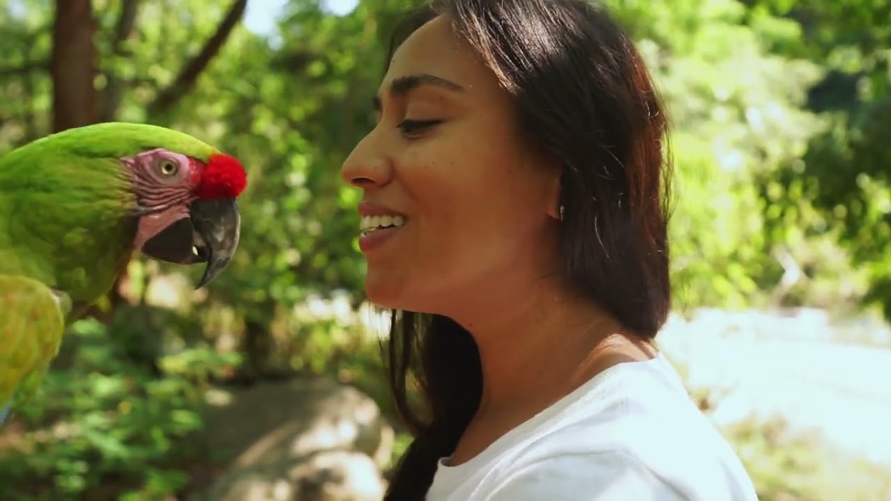Parrot Bird TV - 12 Hours of Relaxing Bird Singing