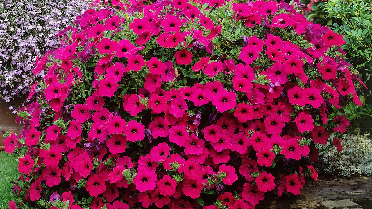 Surfinia et pétunia