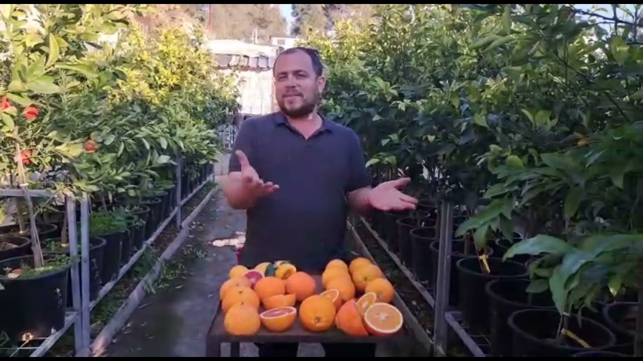 ט