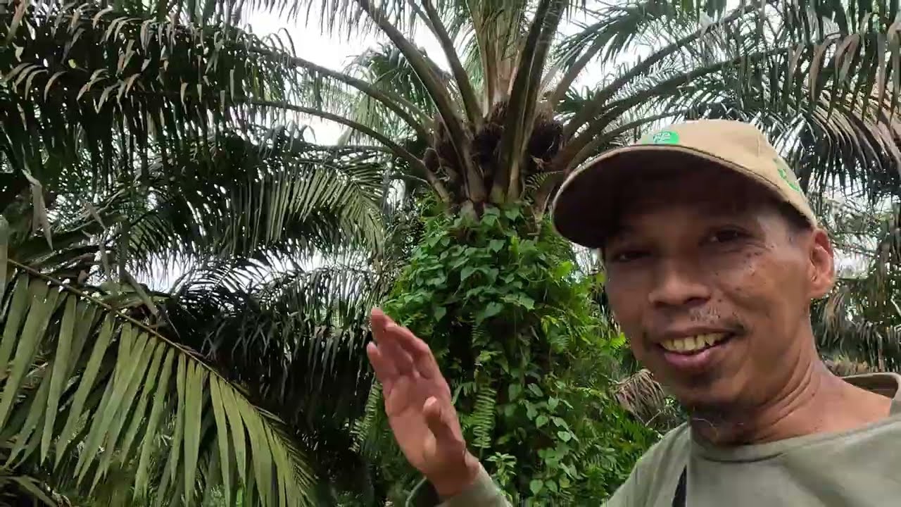 Jadwal Masuk Pupuk MOP/KCL Capaian Produksi 40 Ton/Ha/Thn