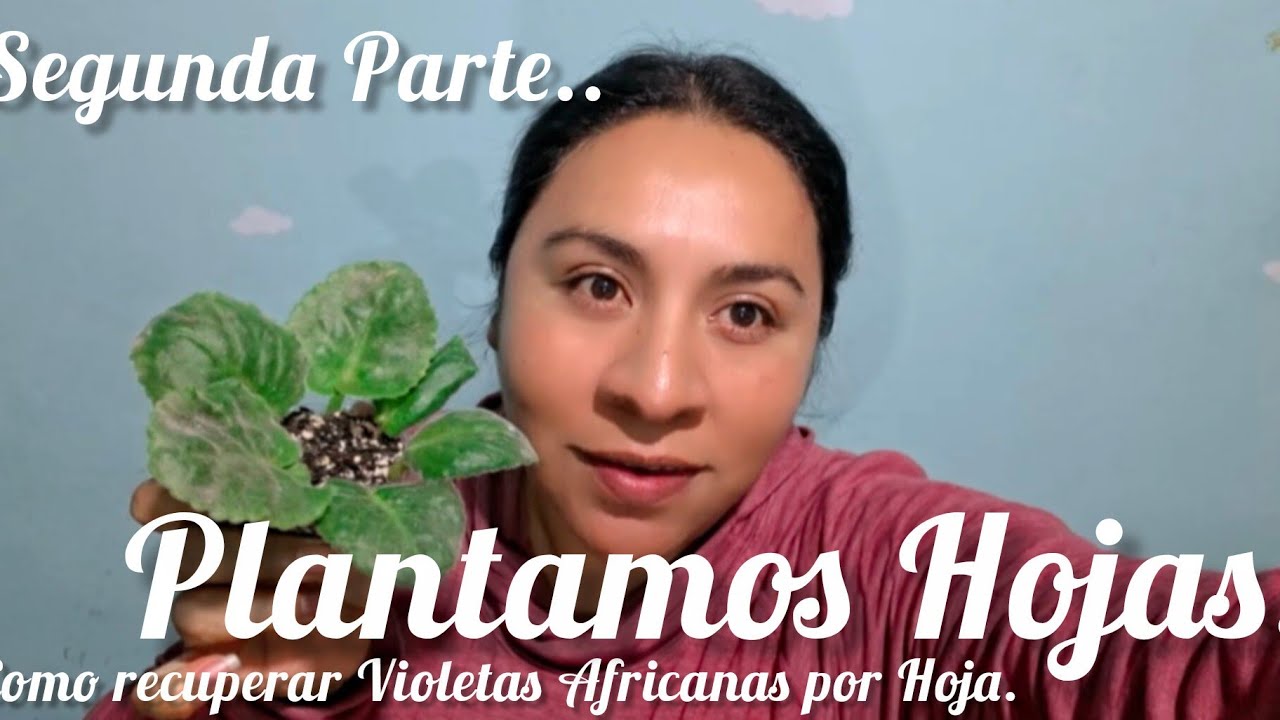 Como Recuperar Violetas Africanas por Hoja. Plantamos..segunda Parte.#plantas #flores 