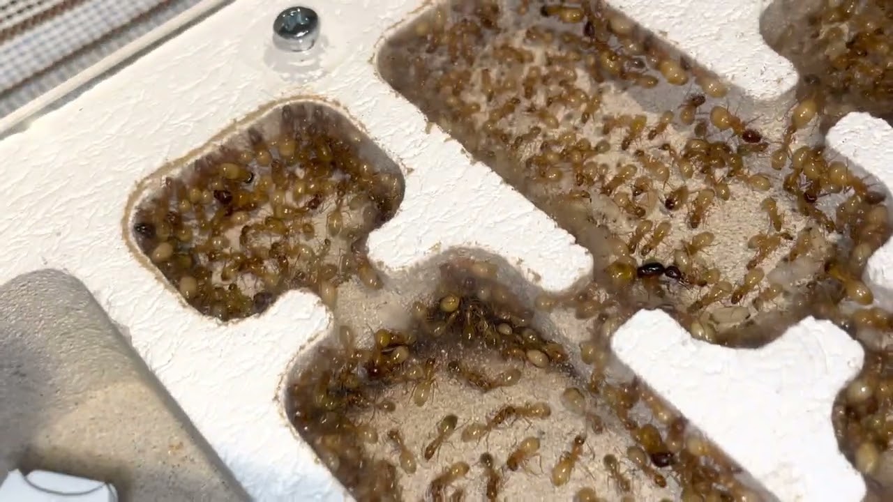 Camponotus fedtschenkoi - 3 year old colony