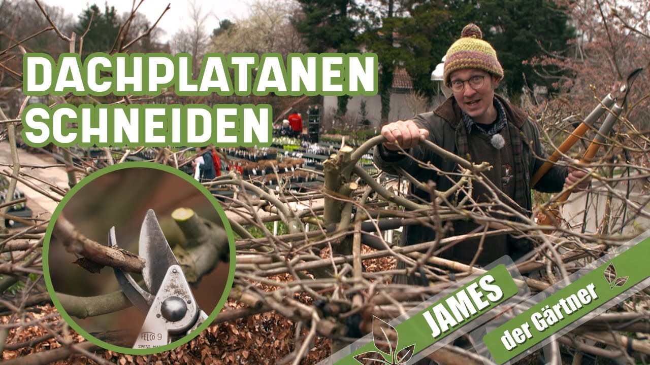 Dachplatanen - die grünen Sonnenschirme | James der Gärtner
