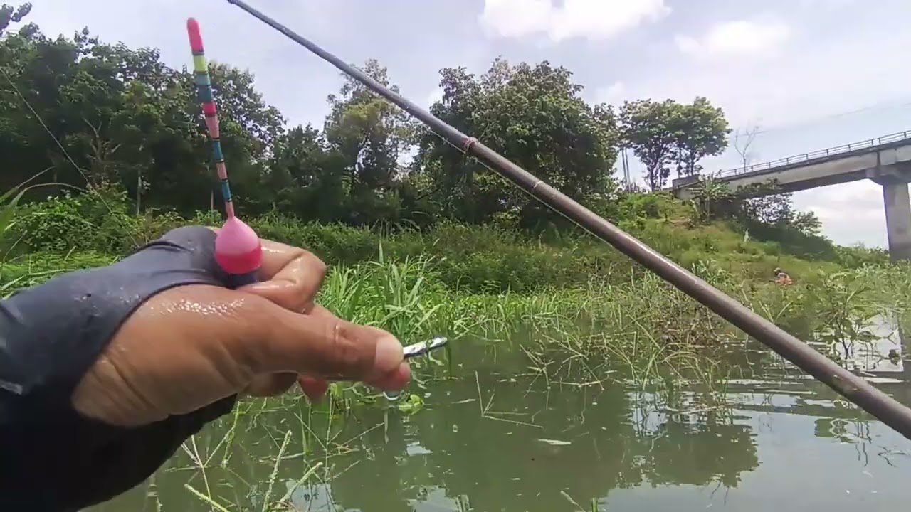 WGM AIR NAIK, MANCING NDEPROK BAWAH JEMBATAN PLATARAN IKAN MAKAN BOLO #fishing #mancing #fish