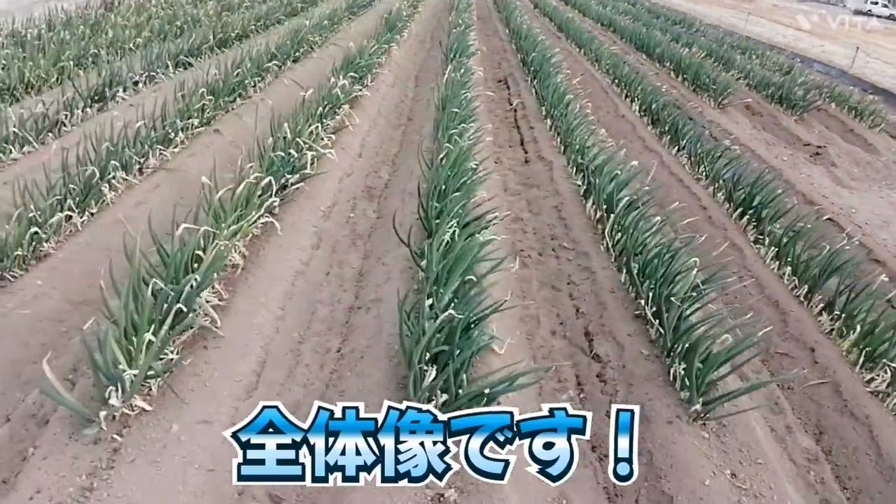根深ネギ 第1回 土揚げ❗