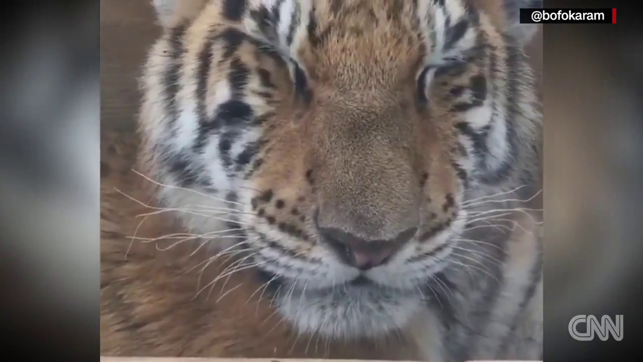 Amazing chemistry between human and animals
