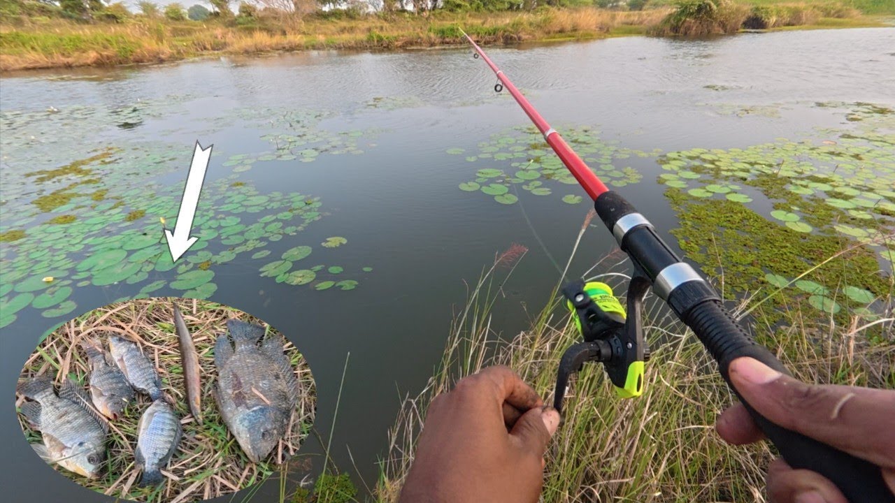 Fishing in a village  pond | Hobby 2 Catch | village fishing | vlog-5