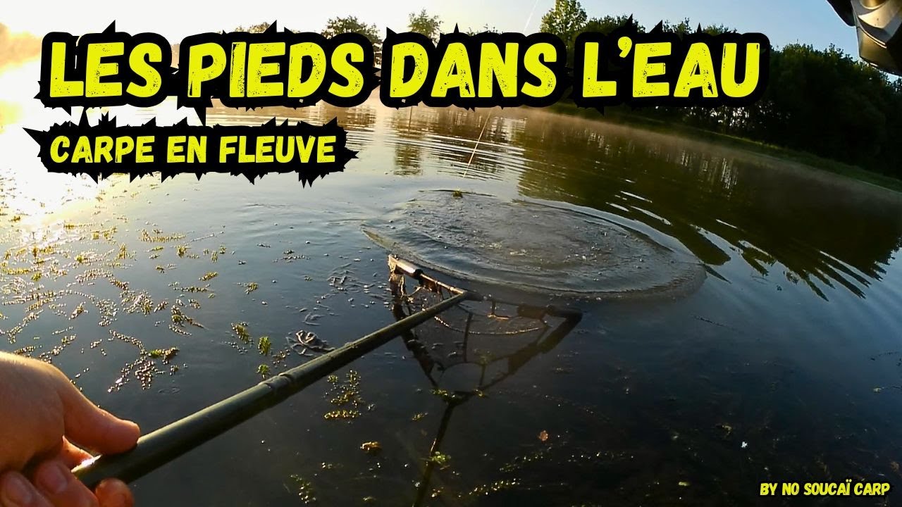 Les pieds dans l'eau//carpe en fleuve