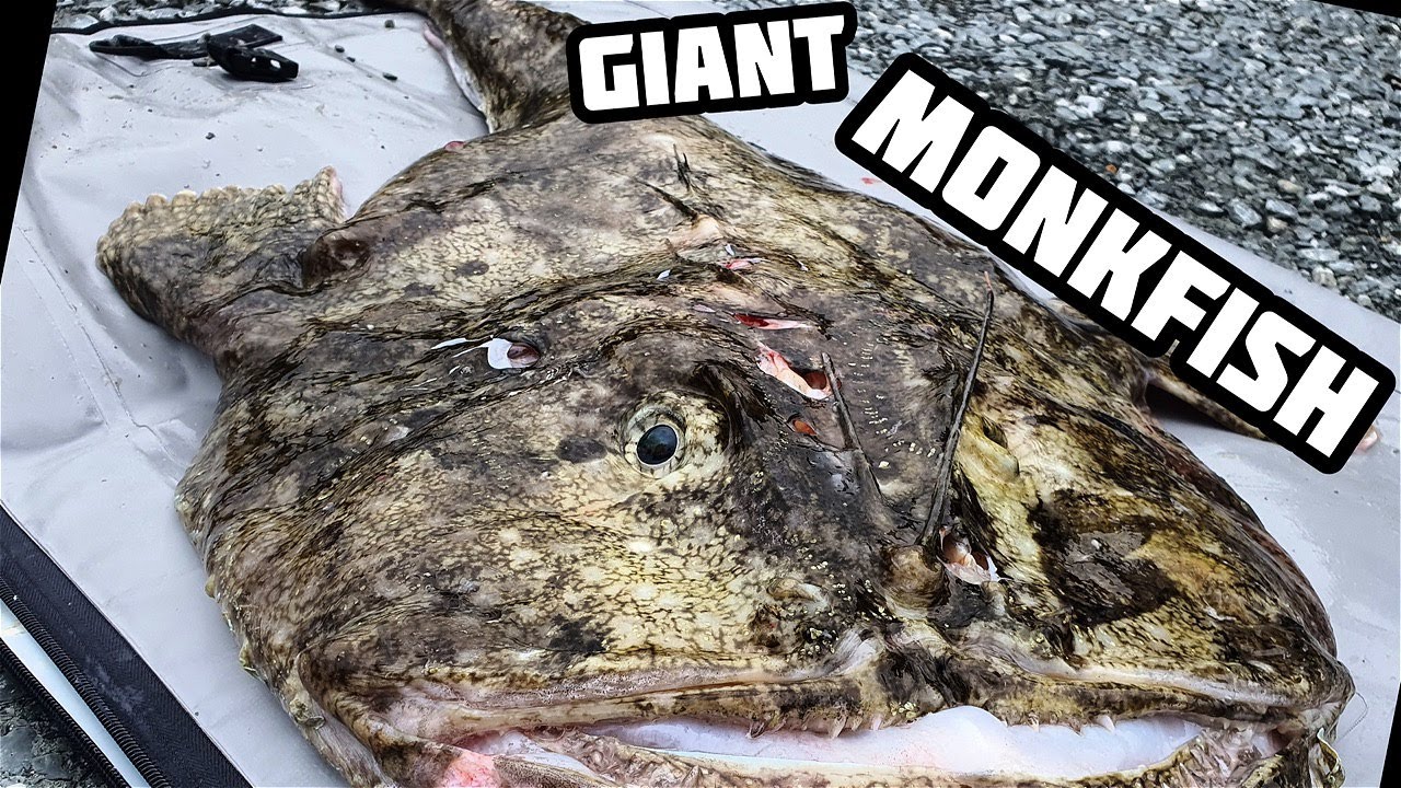 FISH OF A LIFETIME! uk spearfishing - #monkfish