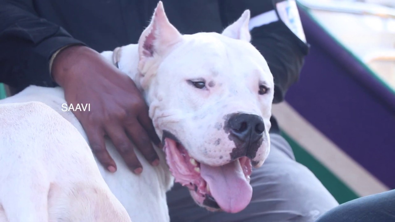Dogo Argentino Breed Information