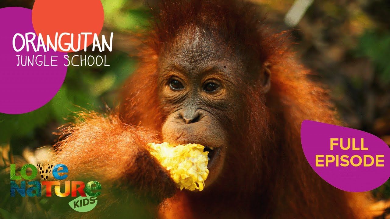 Graduations and Life Changing Emergencies | Orangutan Jungle School 201+202