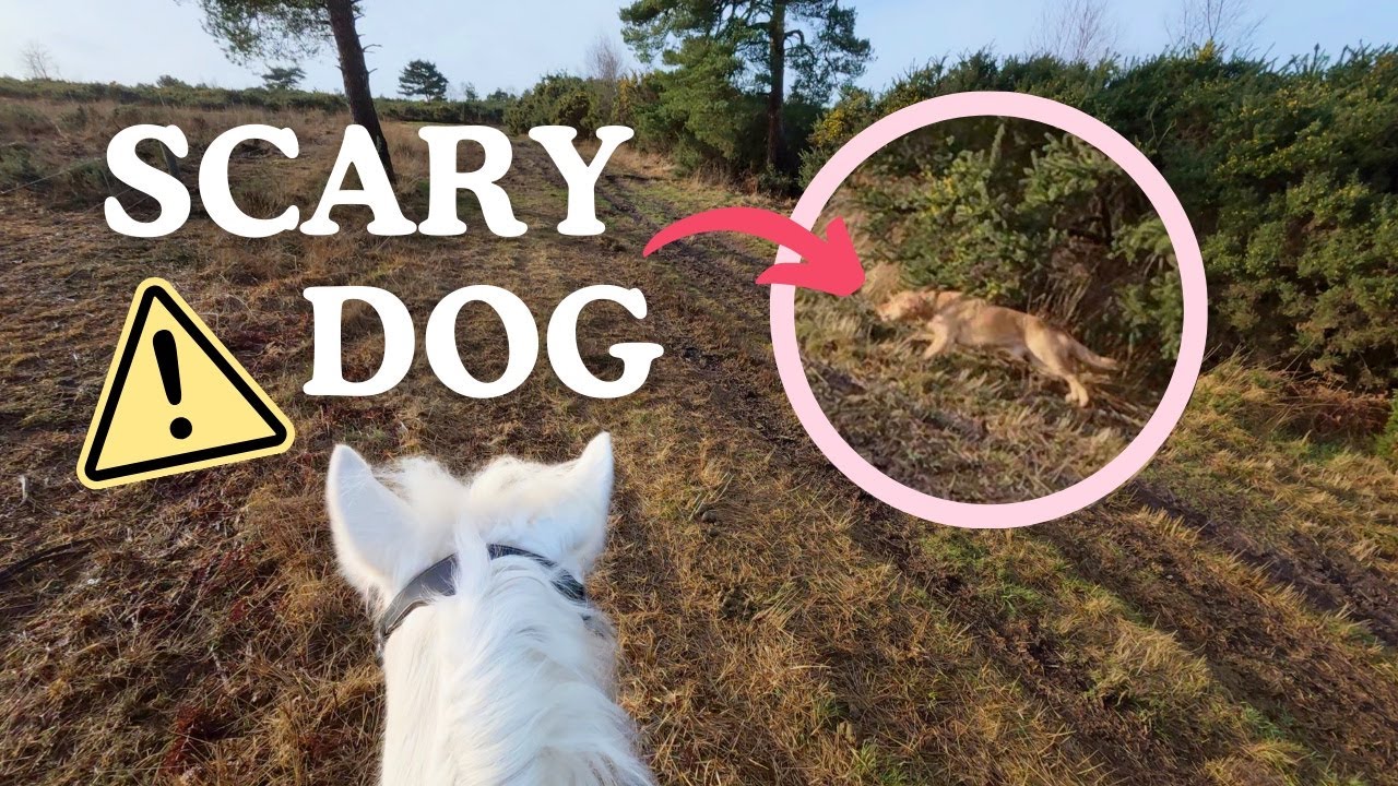 Когда собака пугает вашу лошадь! 🐎😱 Камера на шлеме (видео от первого лица)