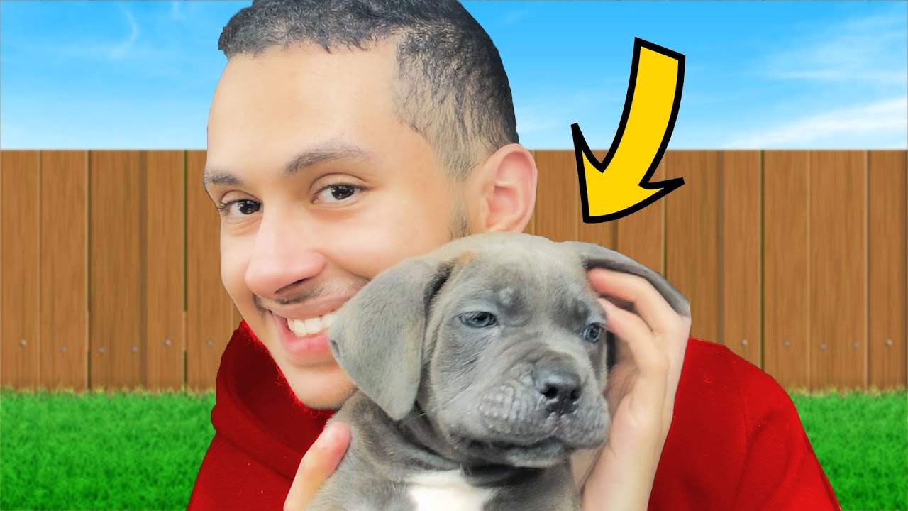 I Bought a New Dog !