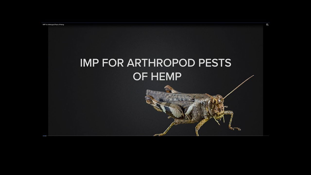 IMP For Arthropod Pests of Hemp