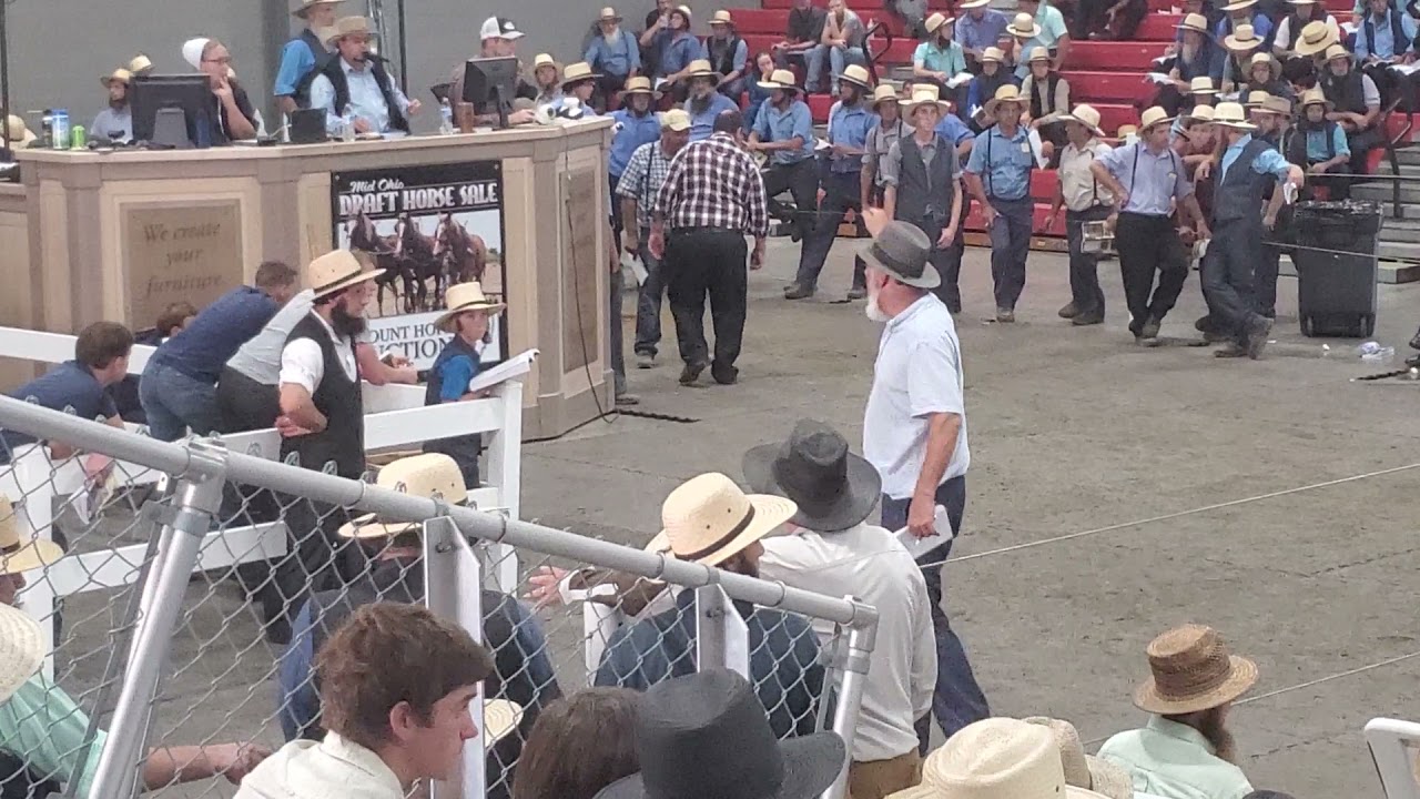 Amish horse sale  part two. Belgiums 🇧🇪